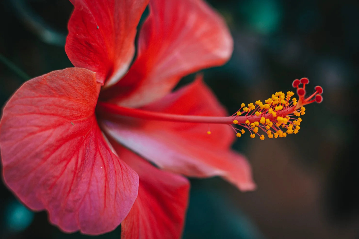 La petite histoire de l'hibiscus